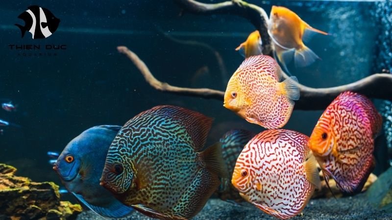 discus fish health
