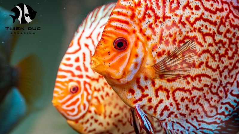 discus fish health