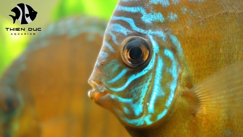 Discus fish quality