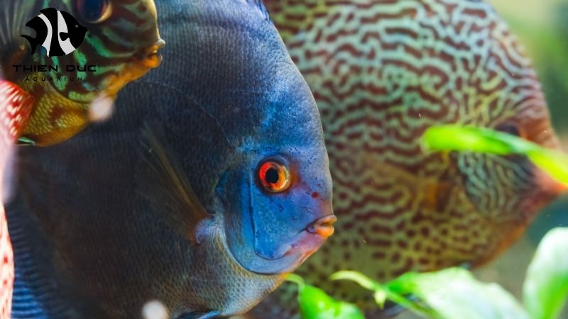 Discus fish quality
