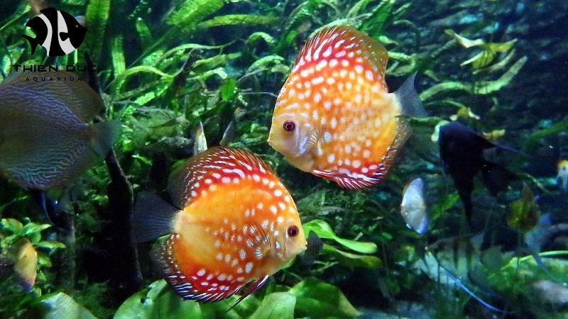 Discus fish quality
