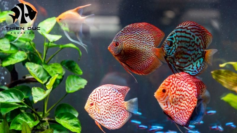 Discus fish shipping
