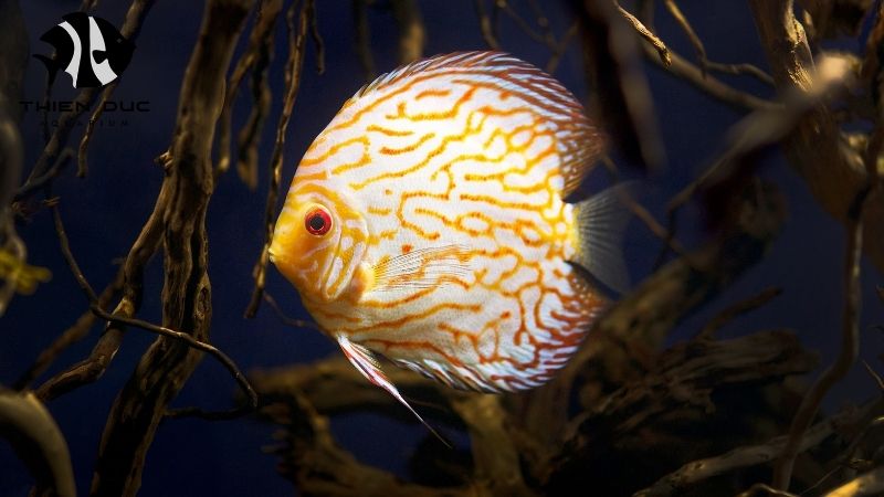 Discus fish varieties