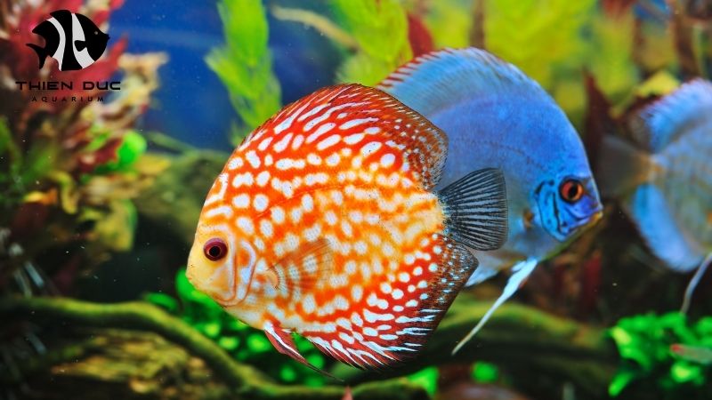 Discus fish varieties