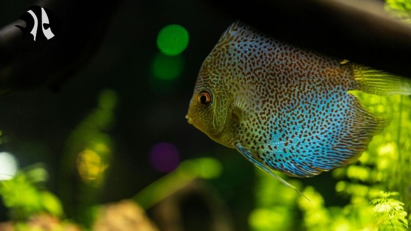 Discus fish wholesale price