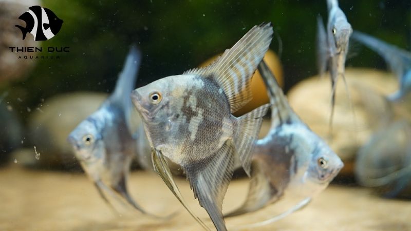 door-to-door live fish delivery