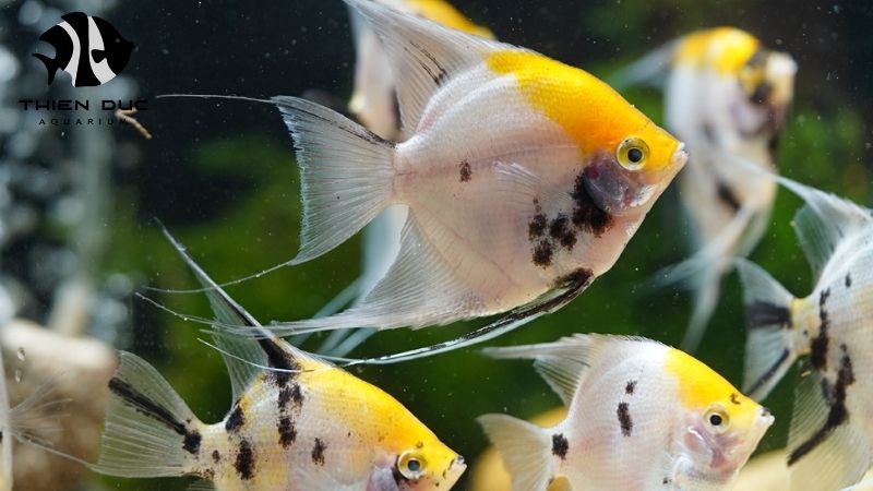 door-to-door live fish delivery