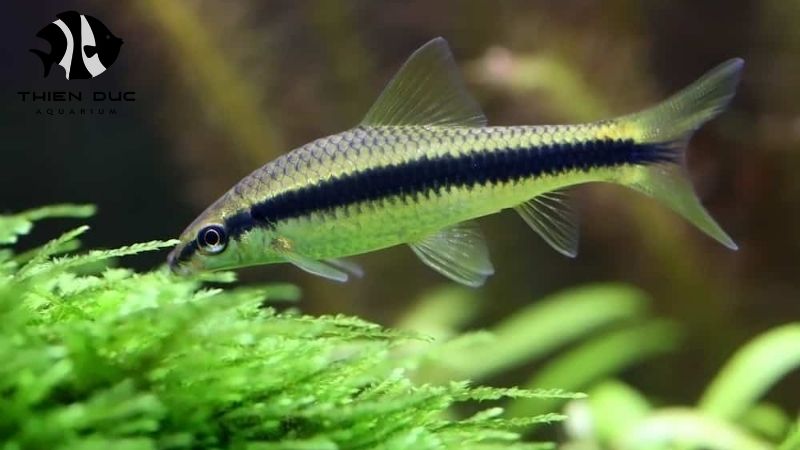 door-to-door live fish delivery