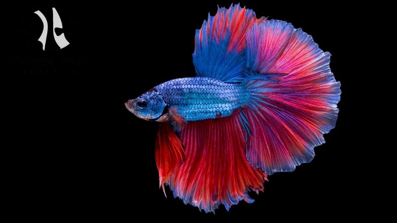 Dragon scale betta