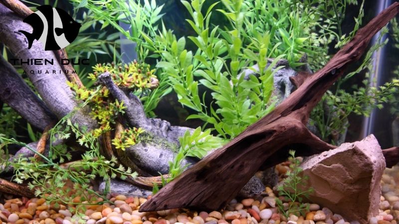 driftwood types for fish tanks