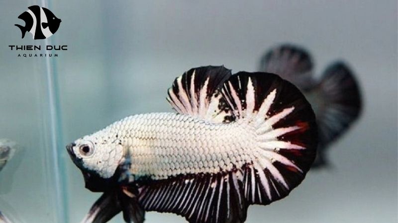 Dropshipping Aquarium Fish
