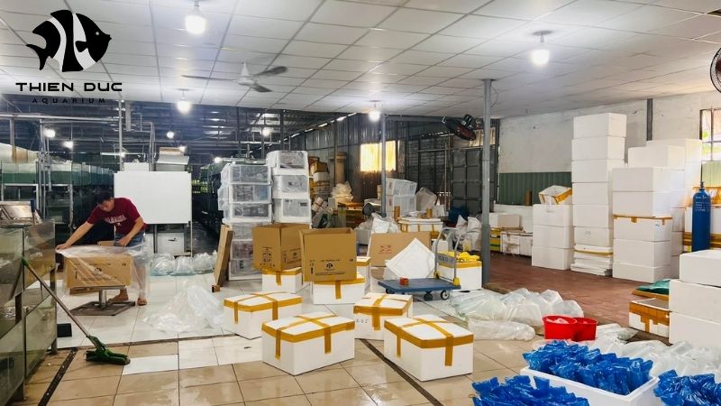 Dropshipping Aquarium Fish