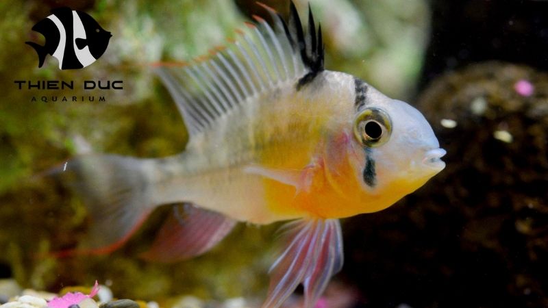 Dwarf Cichlids Supplier