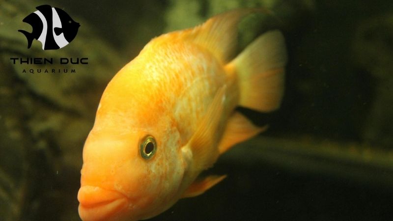 Dwarf Cichlids Supplier