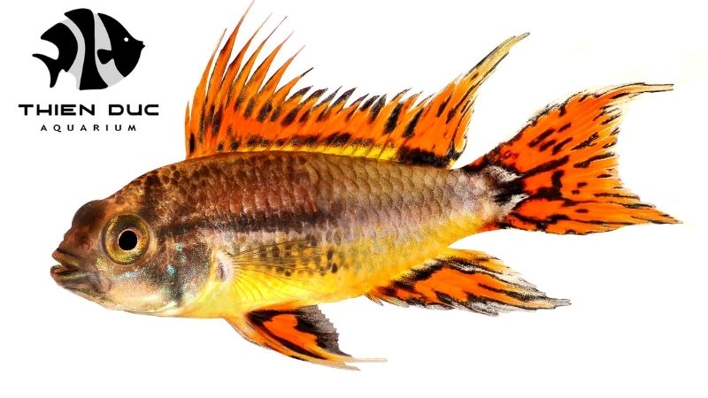 Dwarf Cichlids Supplier