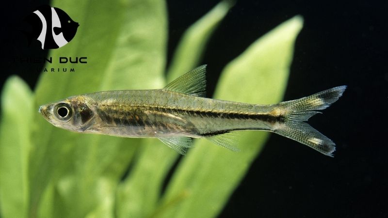 Emerald green Rasbora wholesale