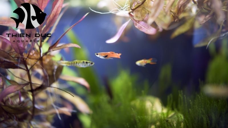 Endler's livebearer wholesale