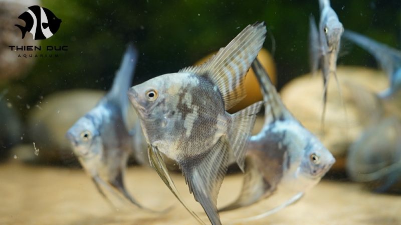 Ethical fish breeding Vietnam