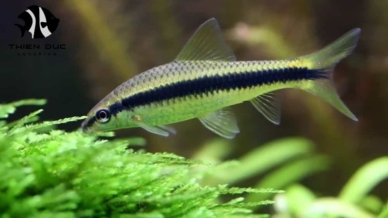 Ethical fish breeding Vietnam