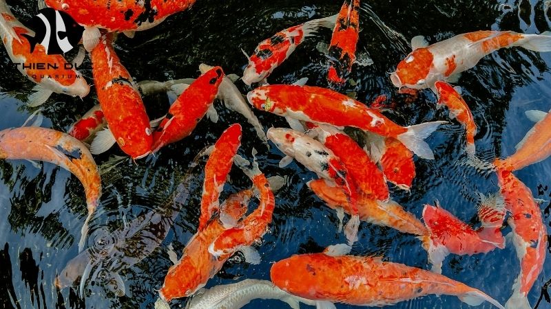 EU live fish import regulations