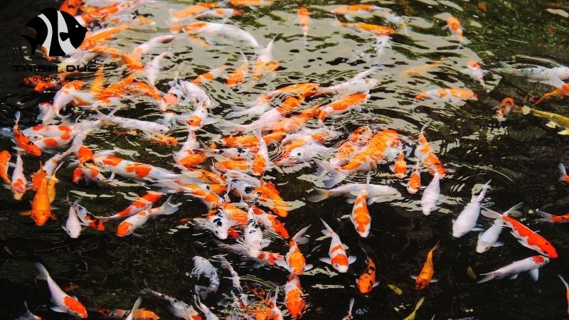 EU live fish import regulations