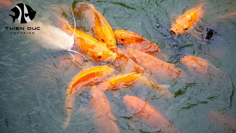 EU live fish import regulations