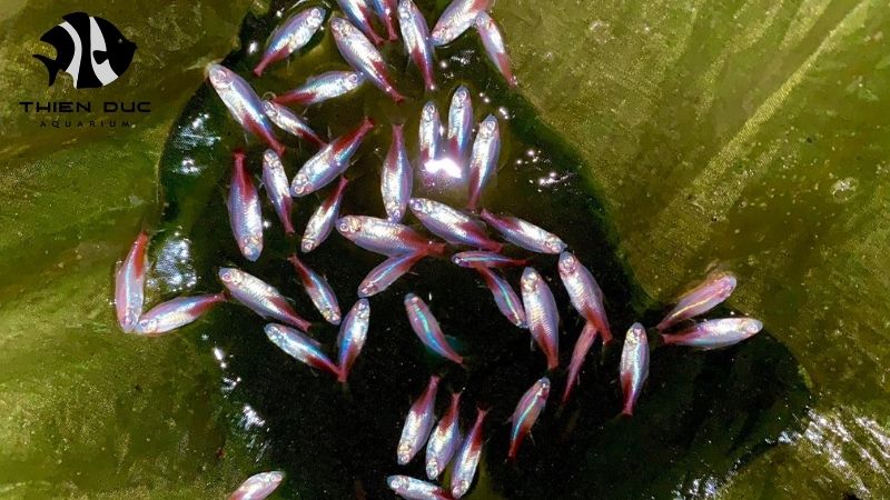 exclusive distributor partnership