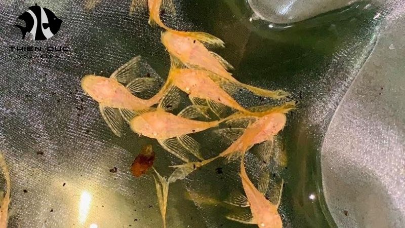 exclusive distributor partnership