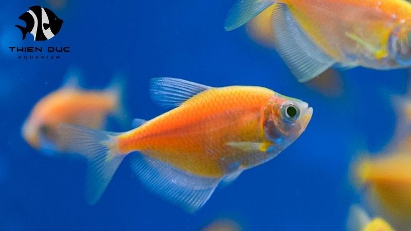 Exclusive fish species Vietnam