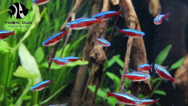 Exotic fish wholesale Europe