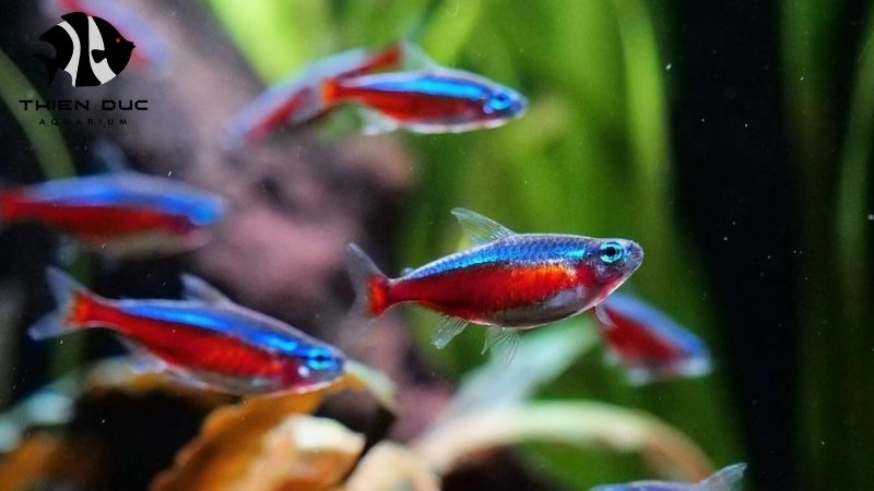 Exotic fish wholesale Europe