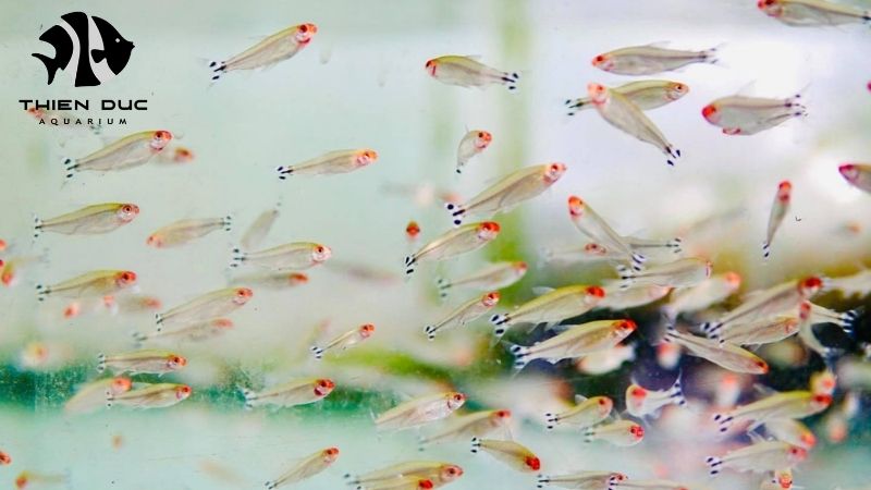 exotic freshwater fish wholesale