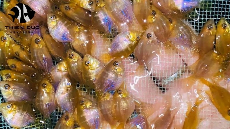 exotic freshwater fish wholesale