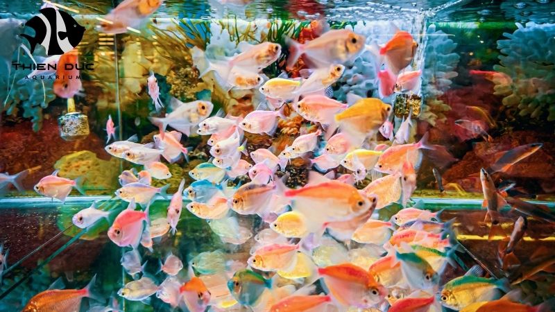 Expert Advice Aquarium Business