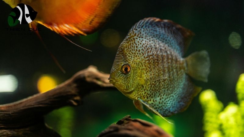 Export documents fish