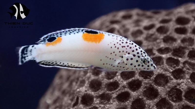 Export documents fish