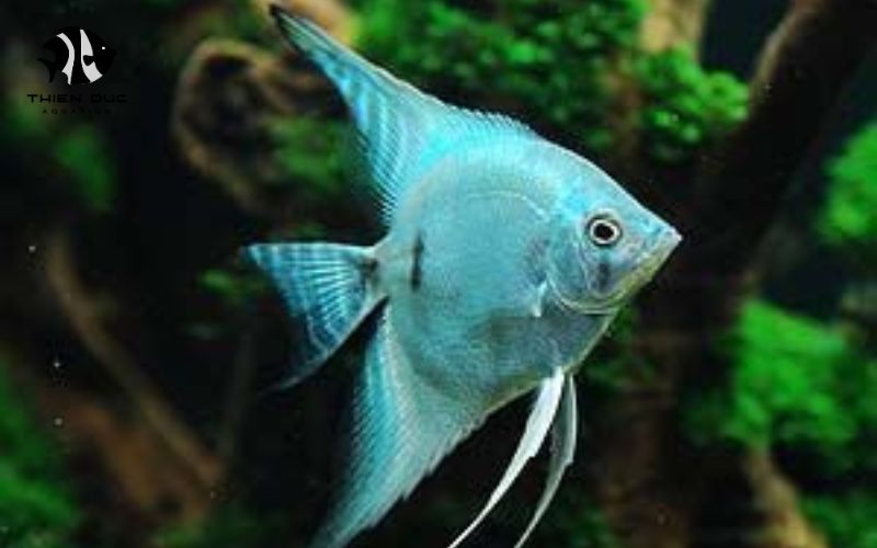 export quality aquarium fish
