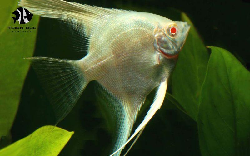 export quality aquarium fish