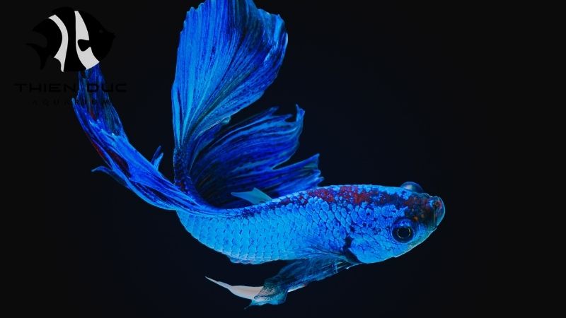 Fancy betta fish bulk