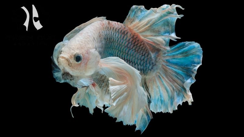 Fancy betta fish bulk