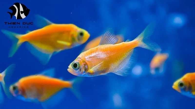 farm-raised tropical fish