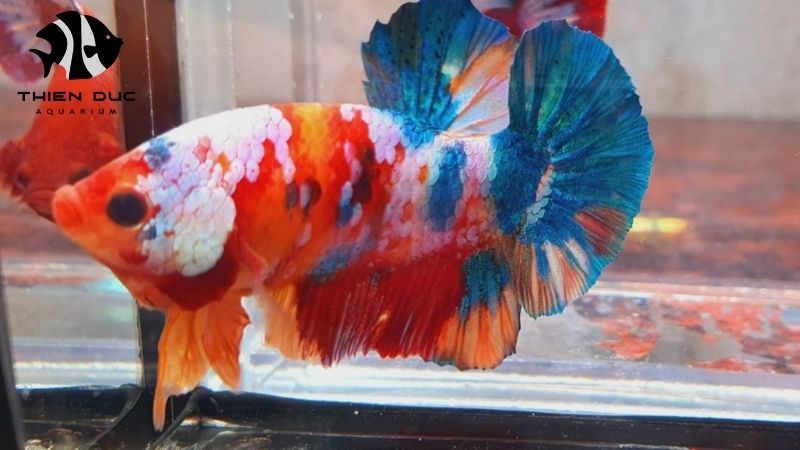 Fish disease prevention