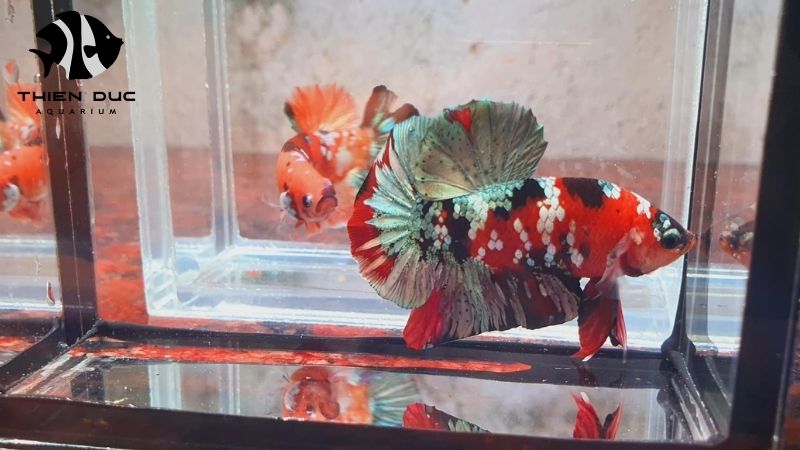 Fish disease prevention