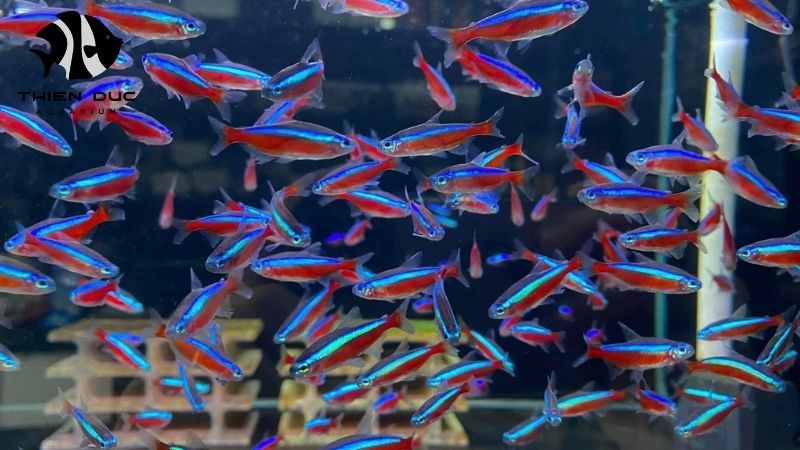 Freshwater fish supplier