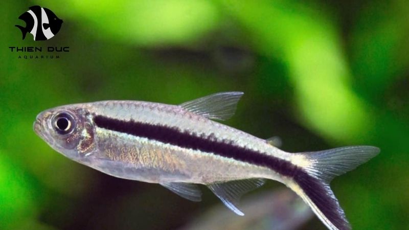 Freshwater fish supplier