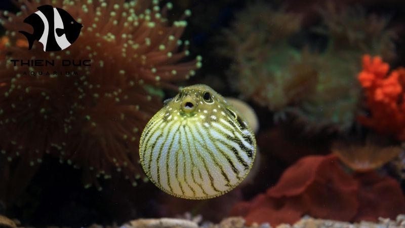 freshwater puffer fish