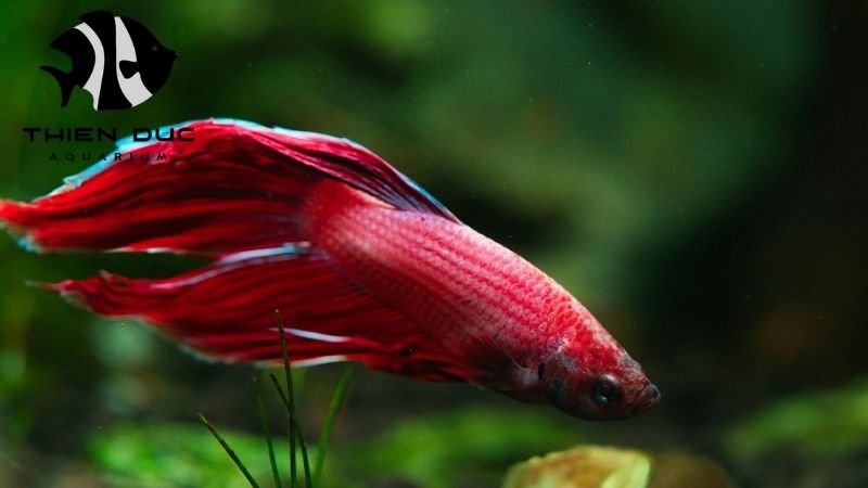 Galaxy betta for sale