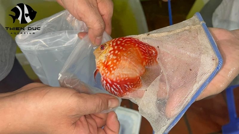 GMP aquarium practice