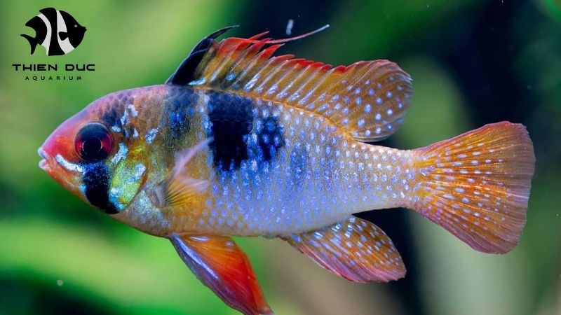 GMP aquarium practice