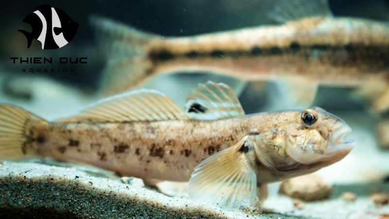 Goby fish species Vietnam